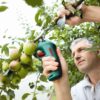 CISO Cordless secateurs 2